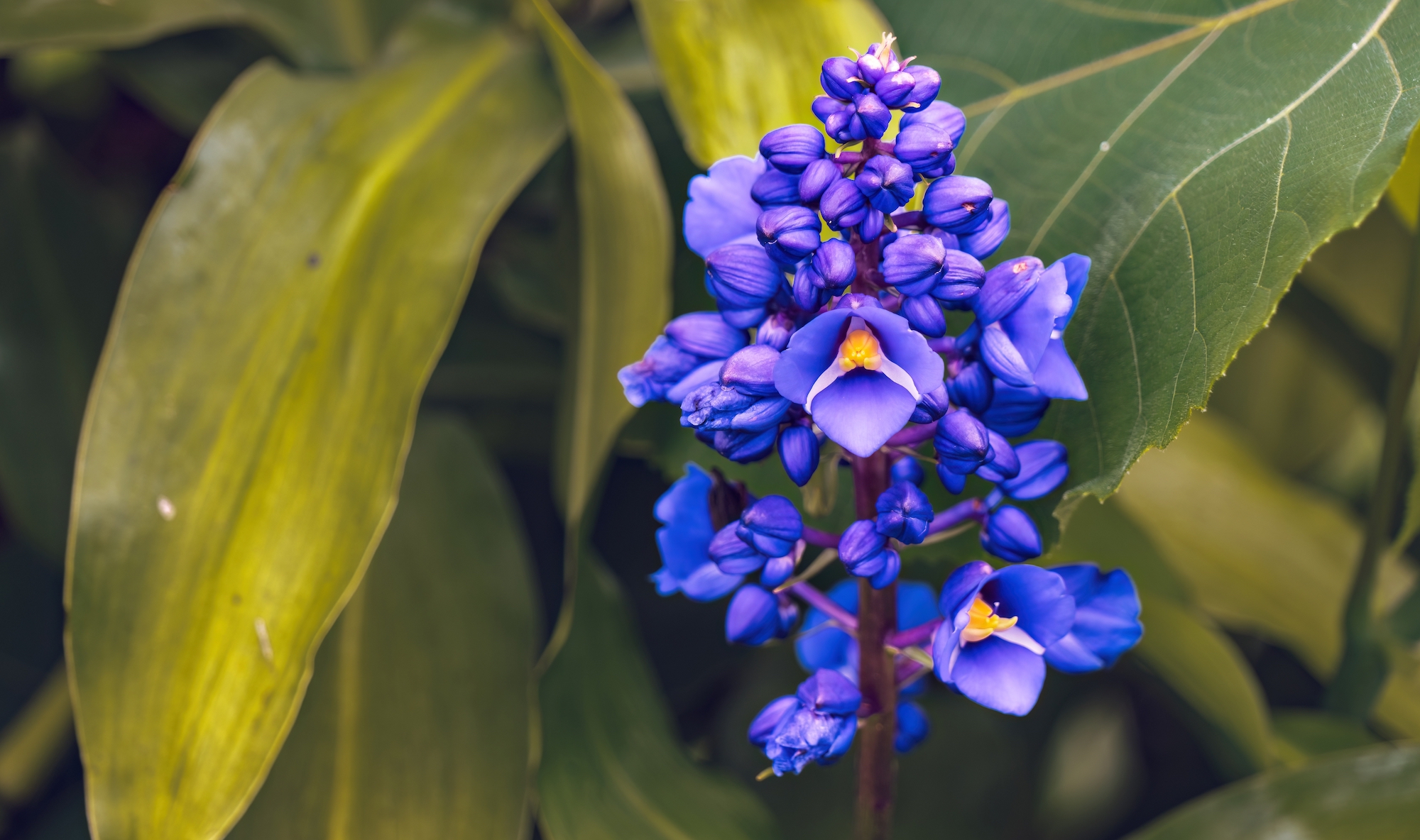 Blue ginger flower